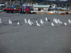 かもめのじょなさん