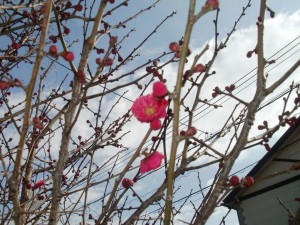 梅の花